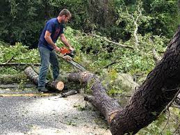 Best Hedge Trimming  in Fowlerville, MI