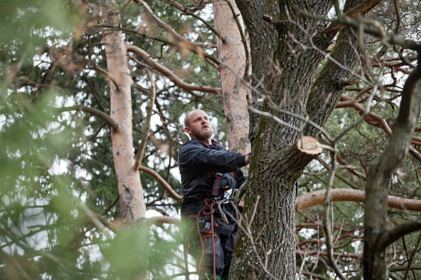 How Our Tree Care Process Works  in  Fowlerville, MI